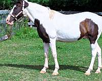 family-missouri-fox-trotter-horse