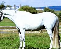 trail-class-competition-crossbred-pony