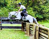 working-equitation-crossbred-pony