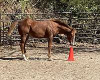 sorrel-blaze-hind-sock-horse