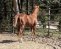 sorrel-quarter-horse-colt