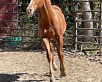 sorrel-aqha-colt