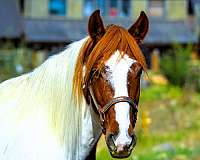 tobiano-see-pics-horse