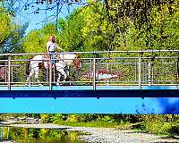 family-mustang-horse