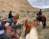 husband-safe-mustang-horse