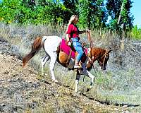 tobiano-western-dressag-horse