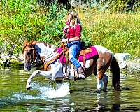 tobiano-see-pics-horse