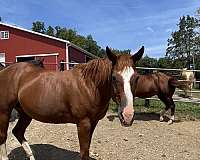 sorrel-blaze-stockings-on-all-four-legs-horse