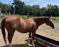 coats-n-tails-quarter-horse