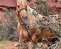 palomino-quarter-horse-gelding