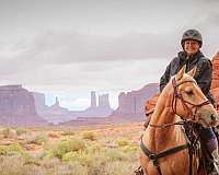 palomino-aqha-gelding