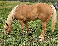 palomino-quarter-horse-for-sale