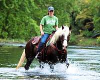 family-draft-horse