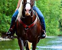 trail-draft-horse