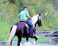 husband-safe-draft-horse