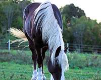 all-around-draft-horse