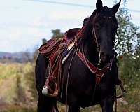 family-morgan-horse