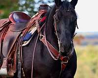 trail-morgan-horse