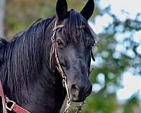 husband-safe-morgan-horse