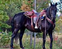 all-around-morgan-horse