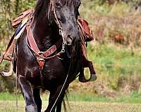 gentle-morgan-horse