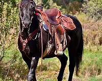 ranch-morgan-horse