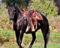 athletic-morgan-horse