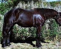 black-see-pics-horse