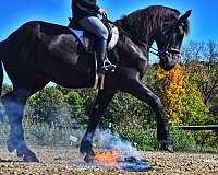 family-draft-horse