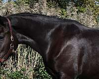 draft-horse