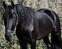 black-see-pics-horse