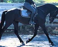 flashy-friesian-horse