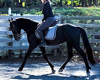 family-friesian-horse