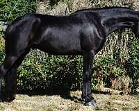 trail-friesian-horse