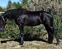 husband-safe-friesian-horse