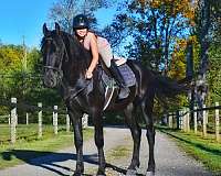 all-around-friesian-horse