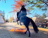 gentle-friesian-horse