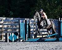 driving-friesian-horse