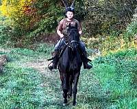 eventing-friesian-horse