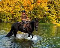 vaulting-friesian-horse