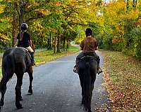 dressage-friesian-horse