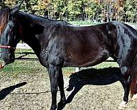 flashy-morgan-horse