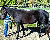 family-morgan-horse