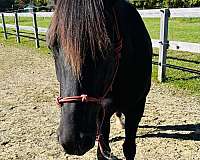 trail-morgan-horse