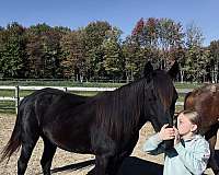 husband-safe-morgan-horse