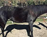 all-around-morgan-horse