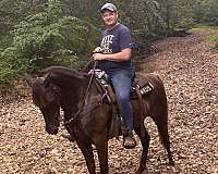 chocolate-white-left-foot-horse