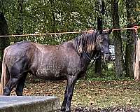 baths-rocky-mountain-horse