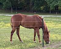 wrangler-mare