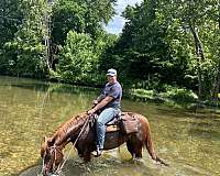 aqha-quarter-horse